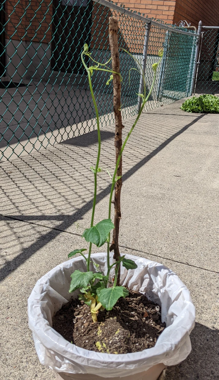 Chayote plant thumbnail
