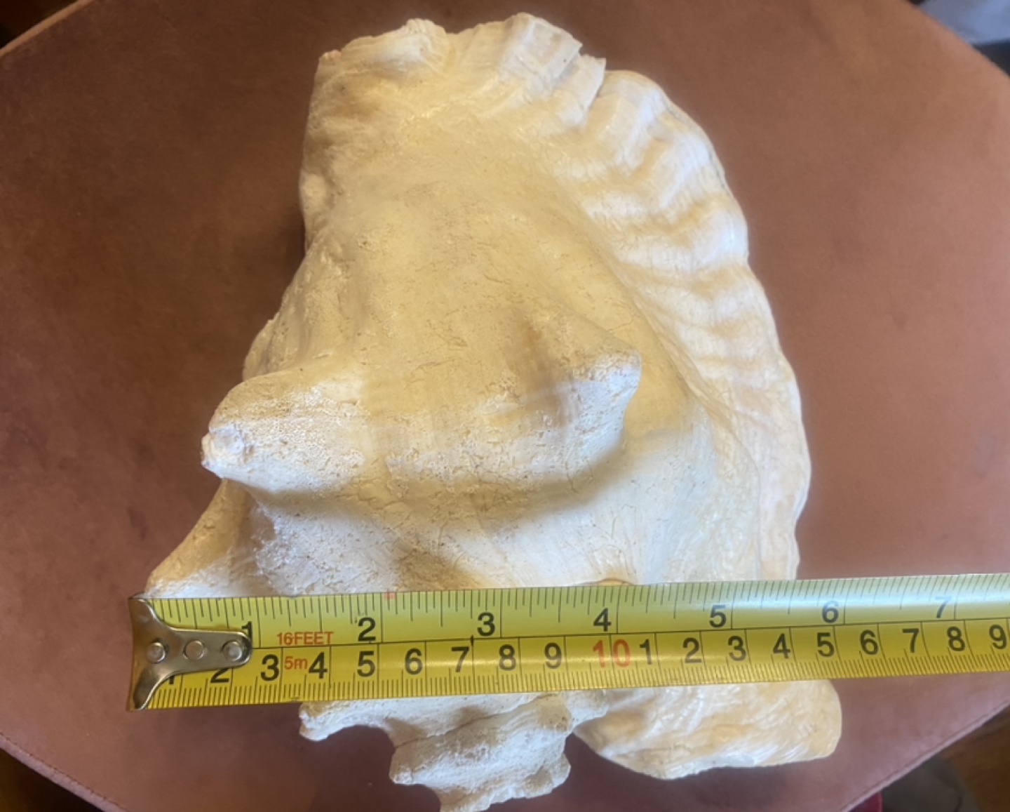 Large Shell image indicator(2)