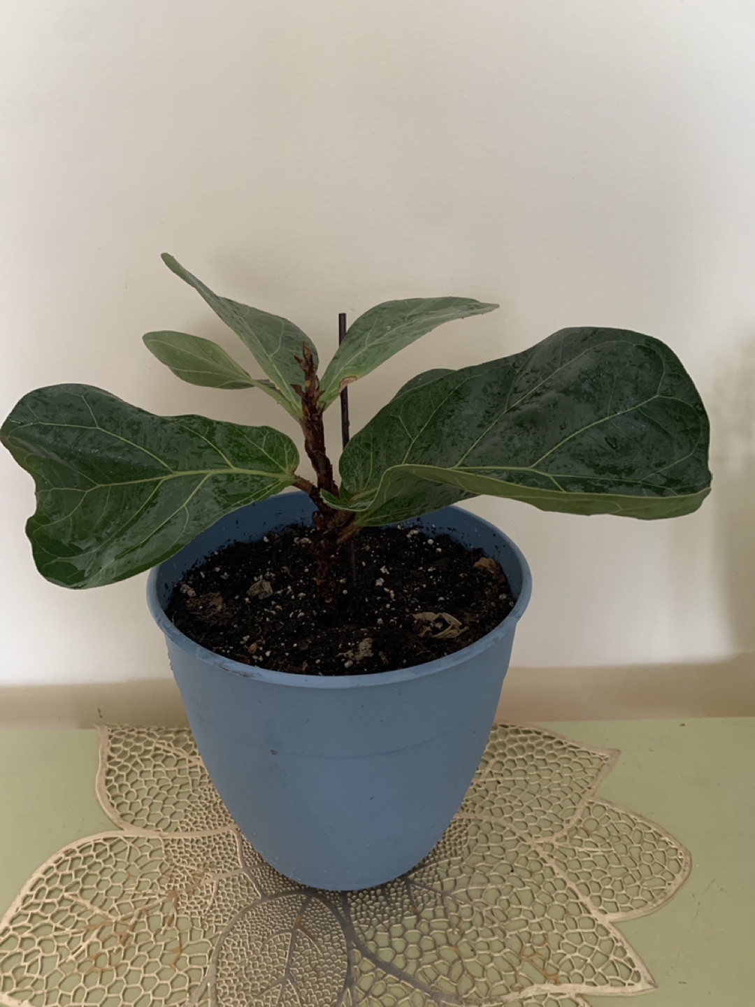 Fiddle Leaf Fig