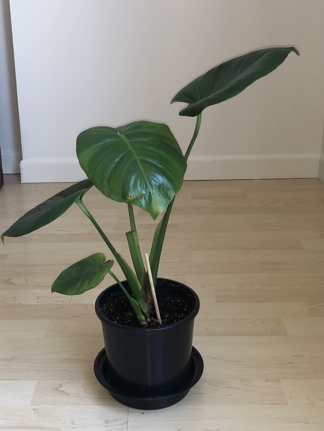 22” Monstera Plant thumbnail