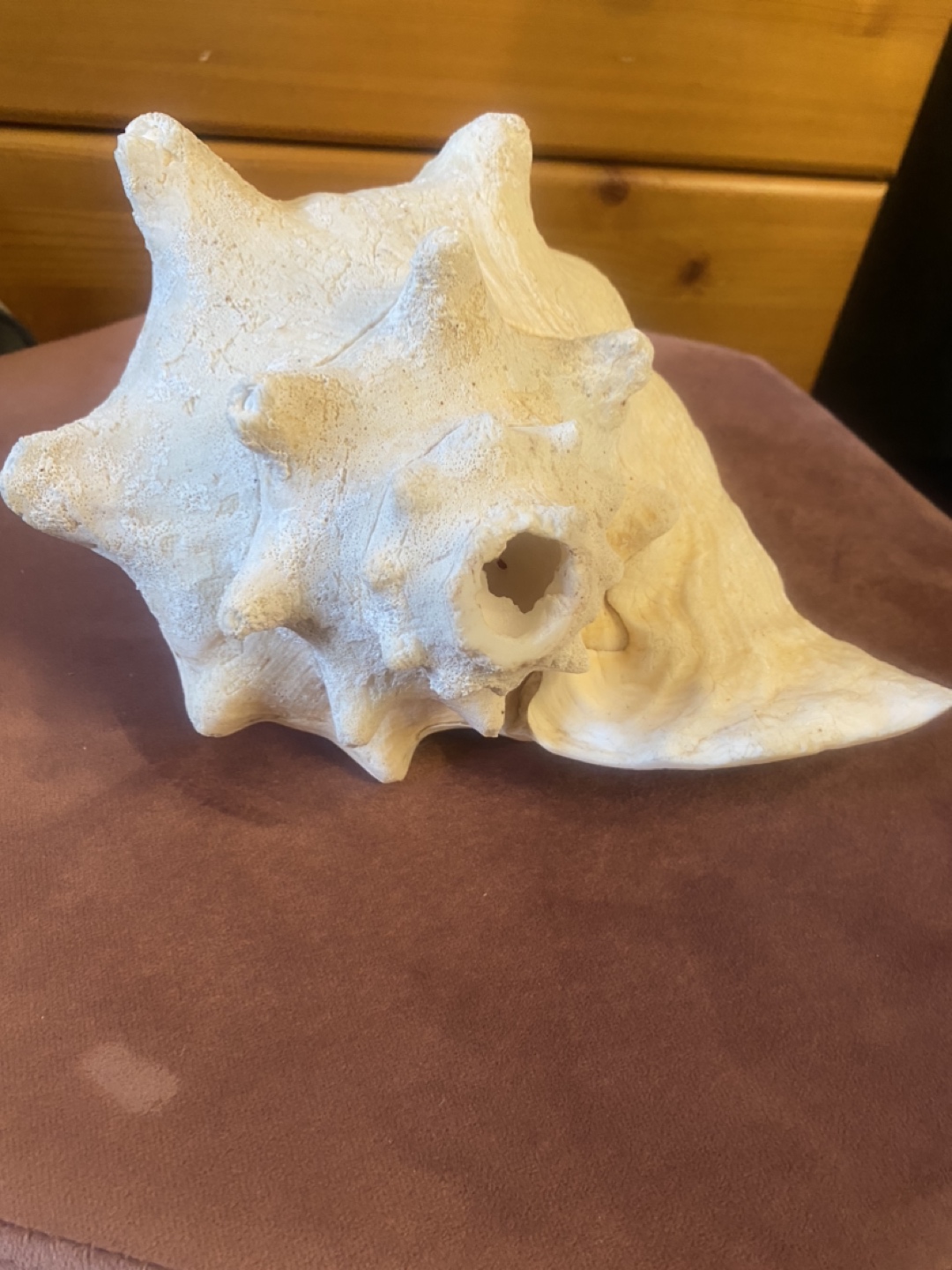 Large Shell image indicator(5)