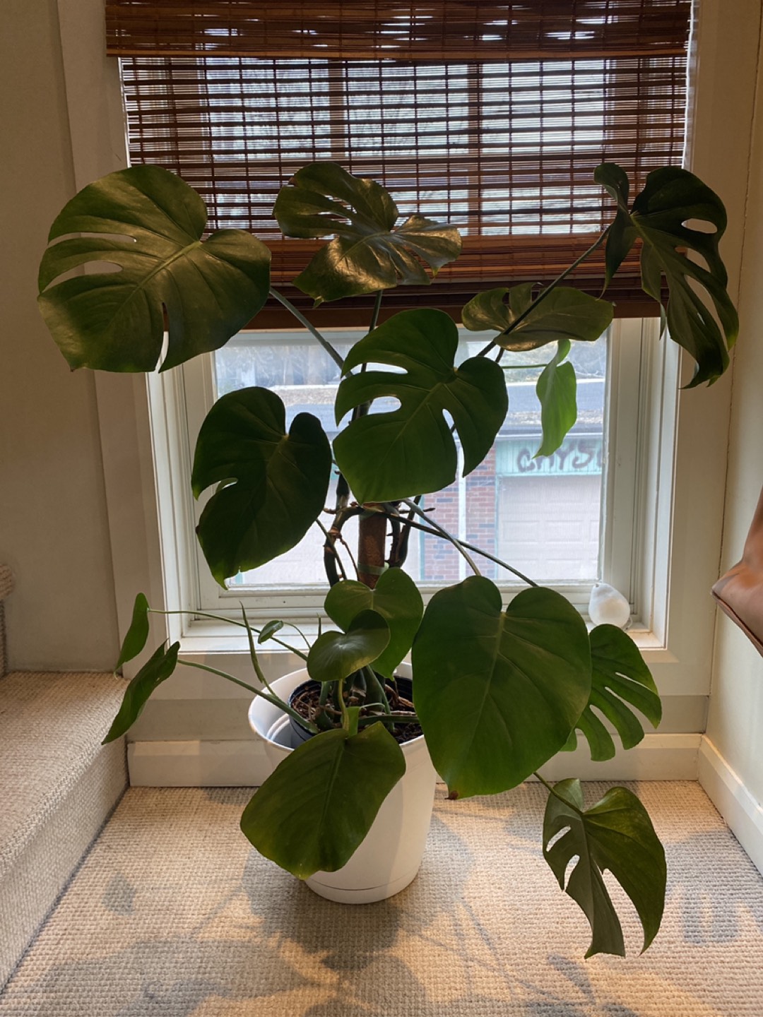 Large Monstera thumbnail