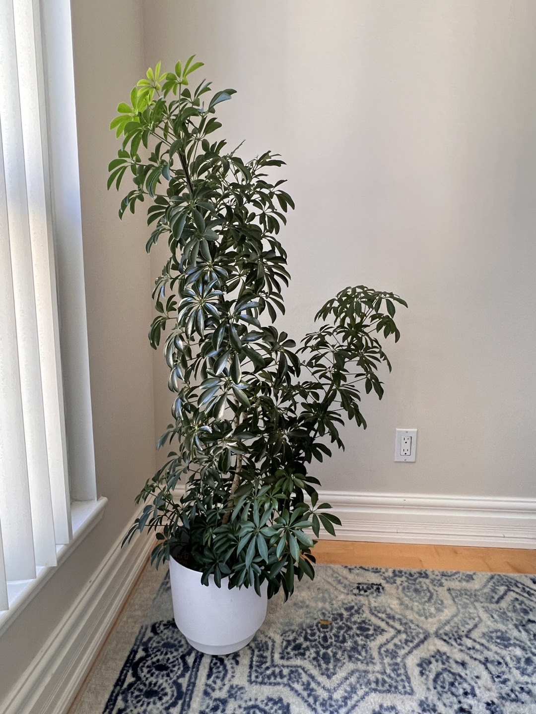 Plants