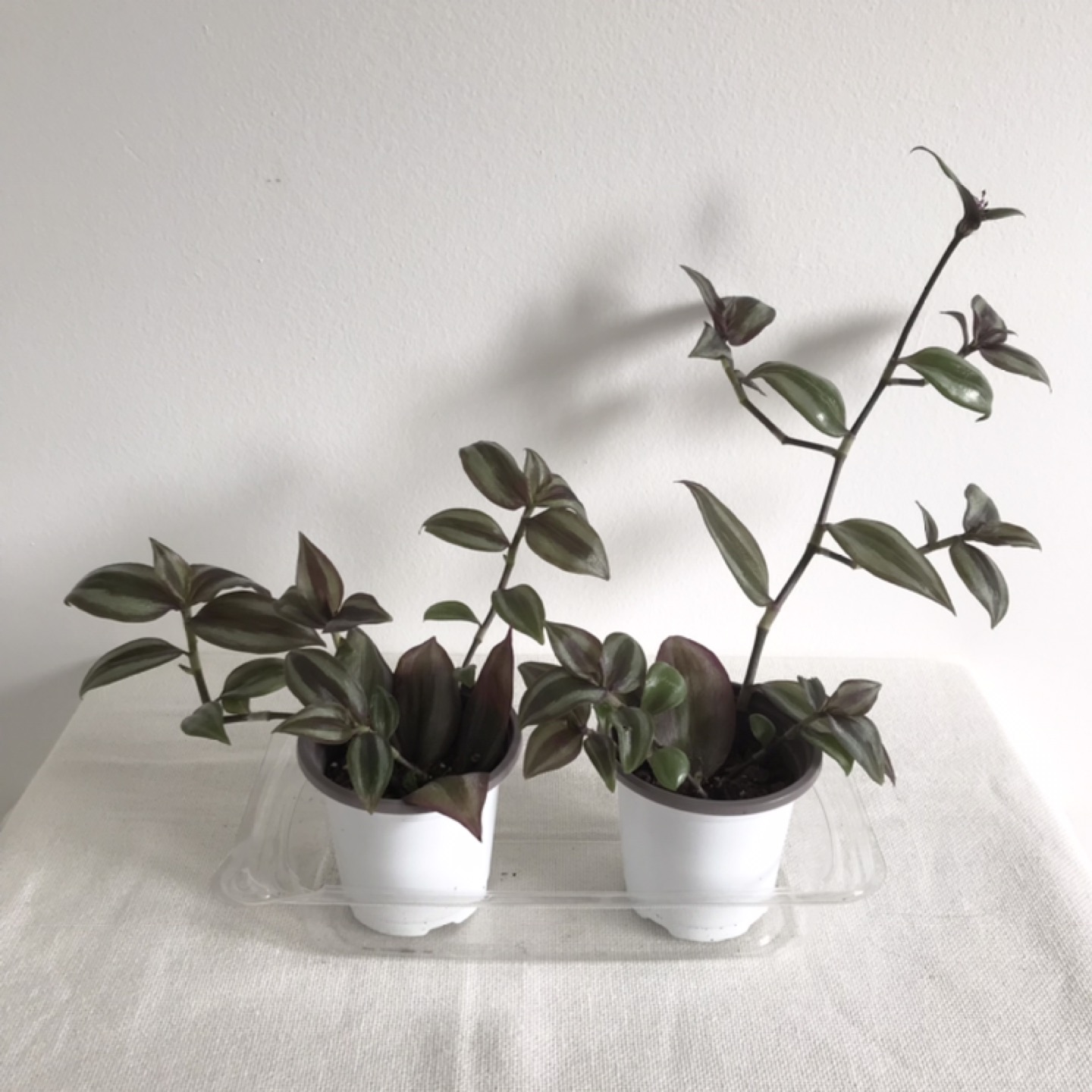Tradescantia plants thumbnail