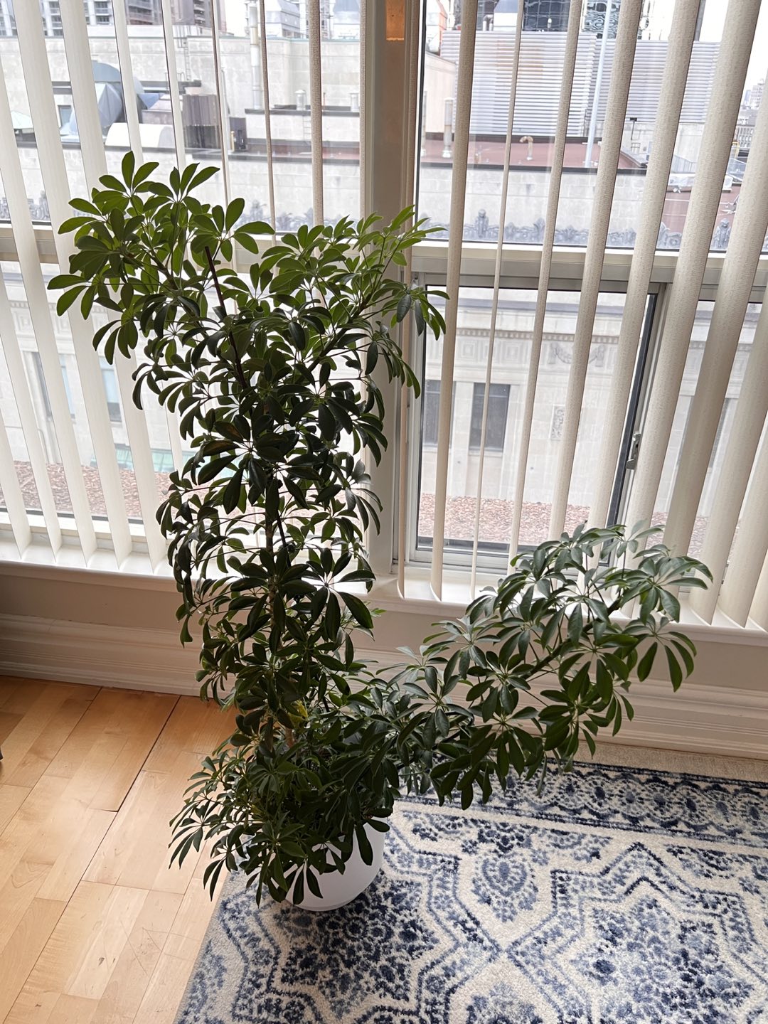 Beautiful house plants - photo 2