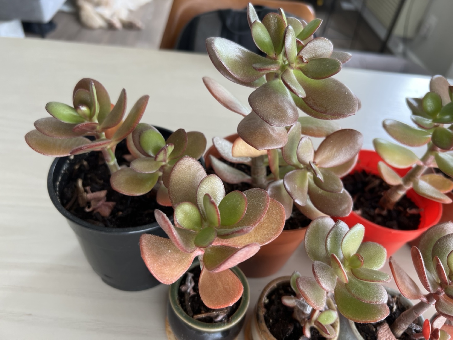Jade plants - indoor or outdoor - photo 3