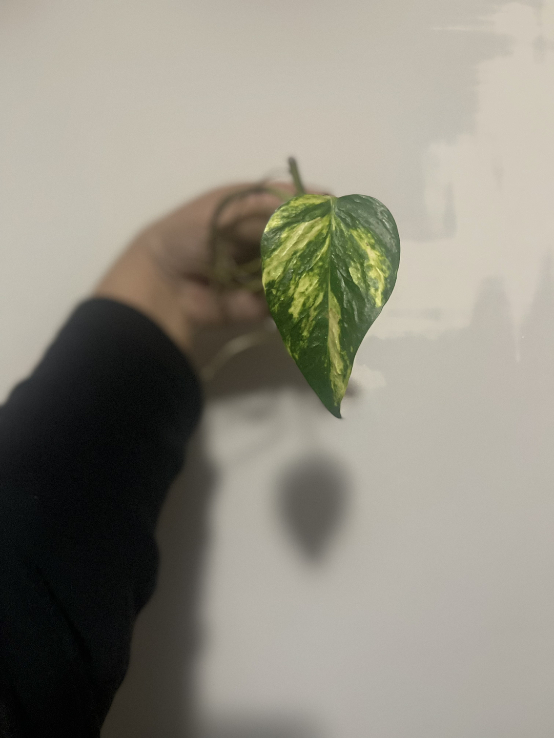 Teruno Bumpy pothos thumbnail
