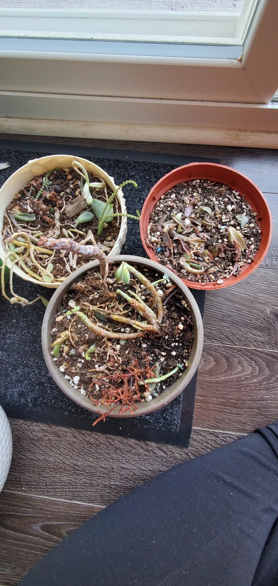 free 3 Succulant pots that need care #freecycle thumbnail