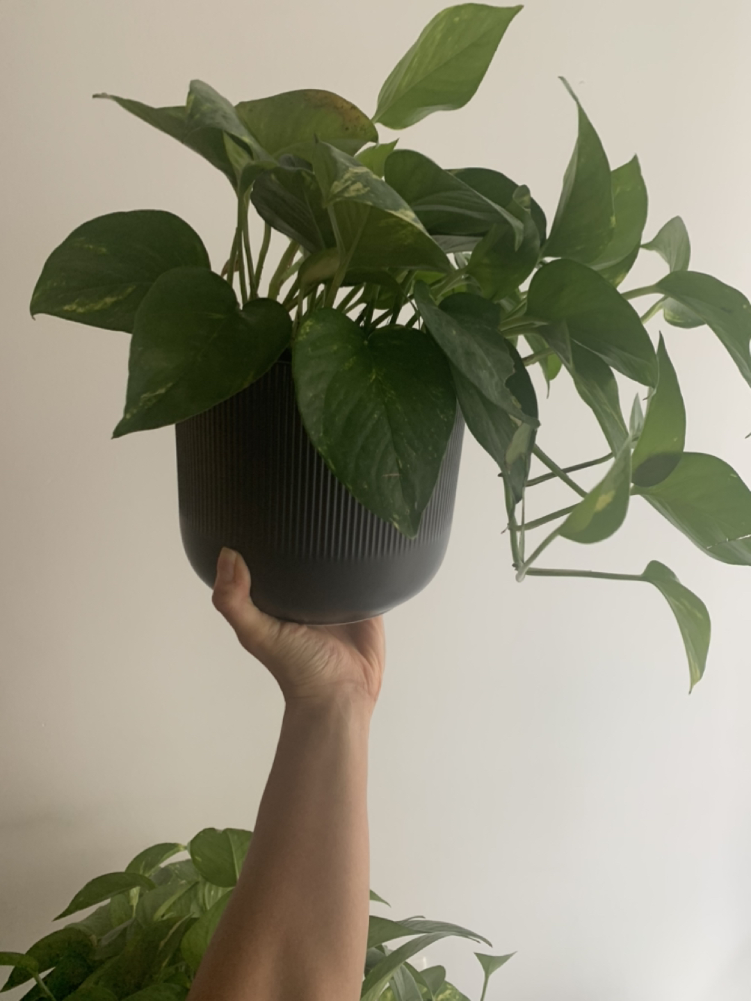 GOLDEN POTHOS 🪴 thumbnail