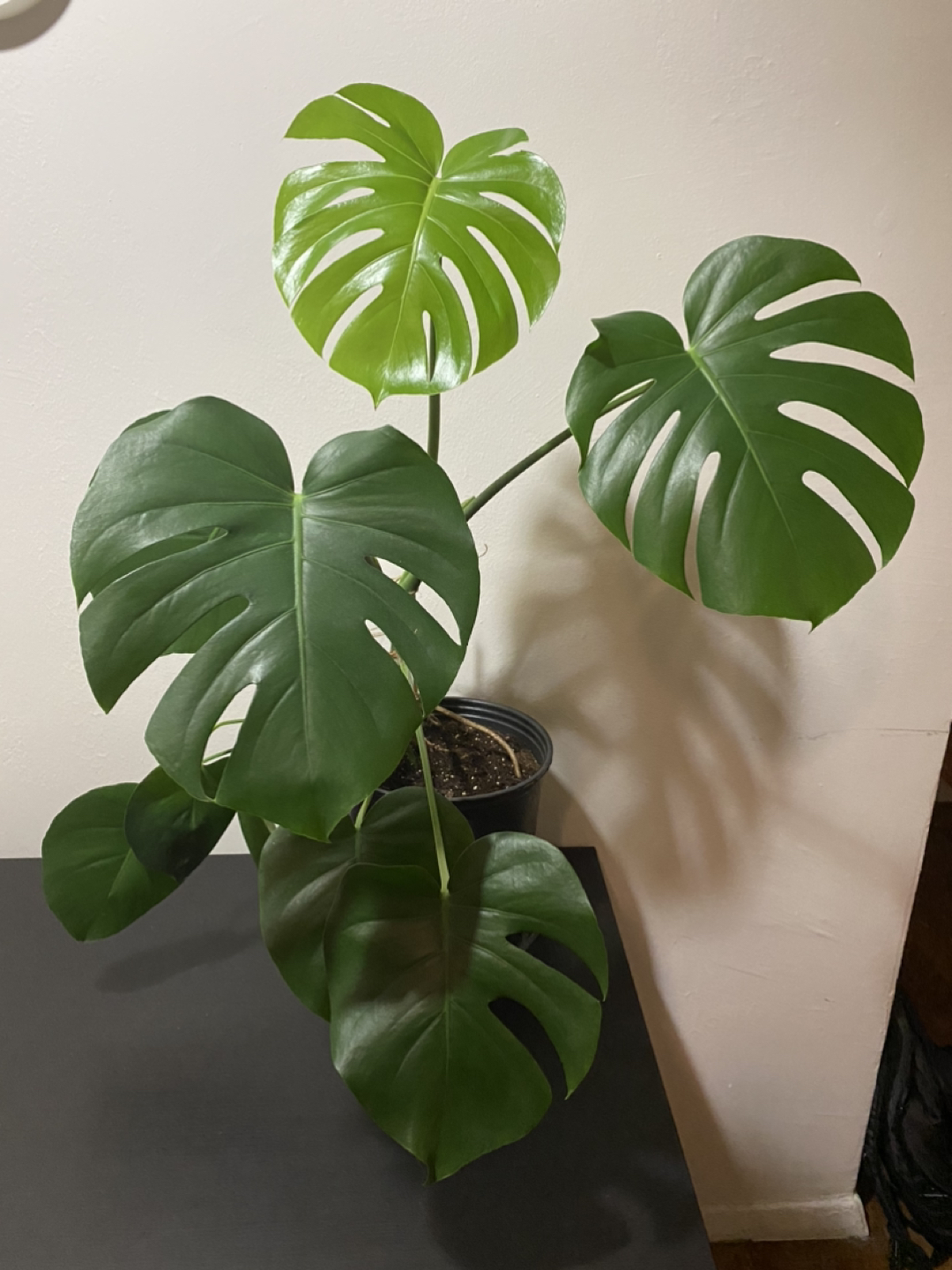 Monstera plant - photo 5