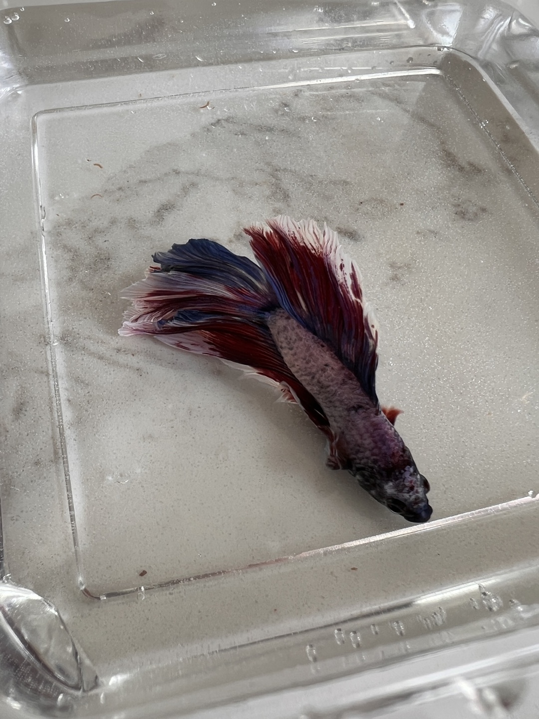 Fish Betta - Looking for a new home