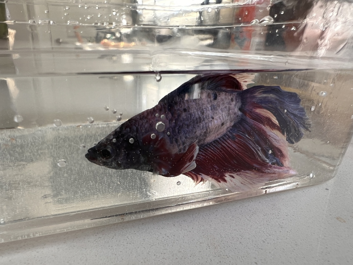 Fish Betta - Looking for a new home - photo 3