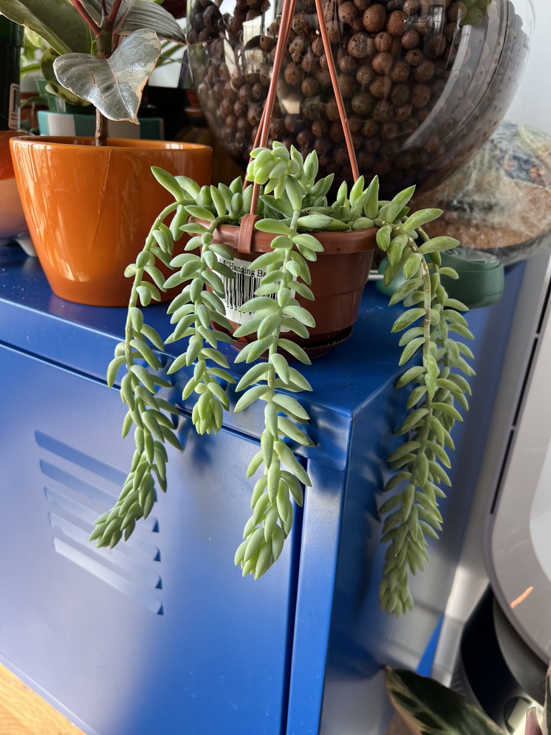 Donkey’s tail or Burro’s Tail Succulent in Hanging Pot thumbnail