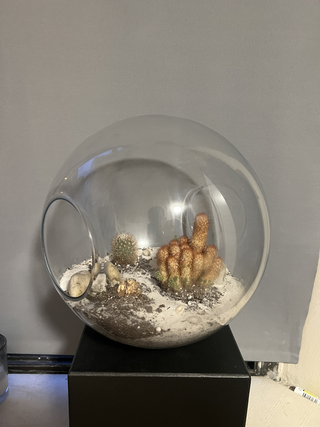 Cacti terrarium bowl thumbnail