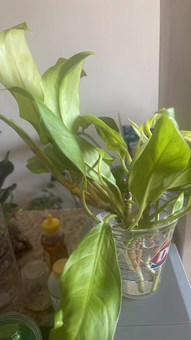 Philodendron Golden Goddess cuttings thumbnail