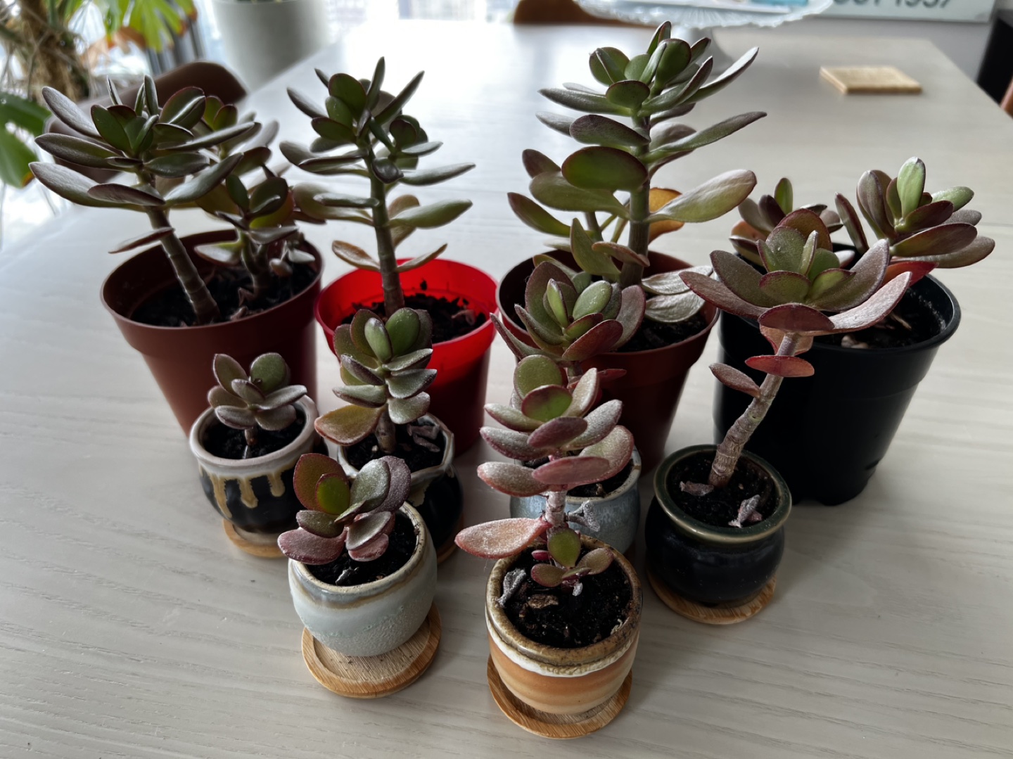Jade plants - indoor or outdoor - photo 4