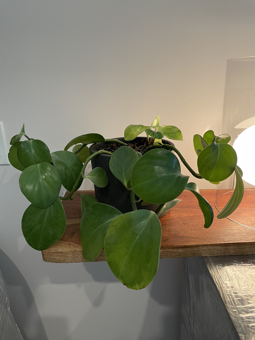 Plant thumbnail