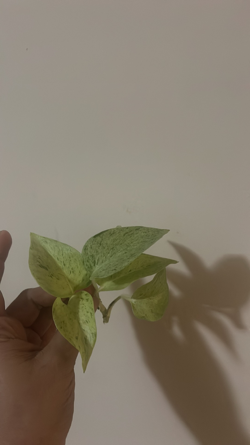 Snow pothos cuttings (fresh) thumbnail