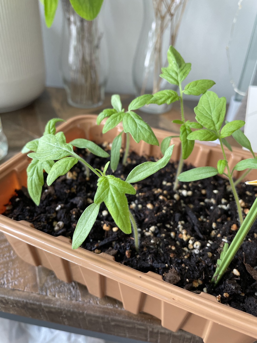 Variety of Tomato and Pepper seedlings 🌱
