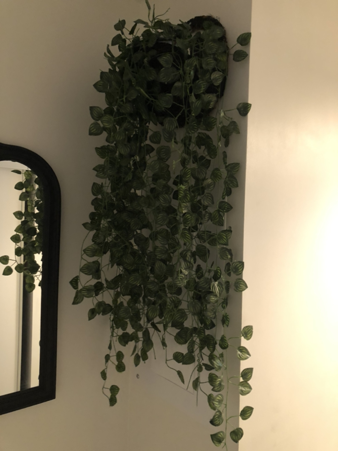 Decorative Plants