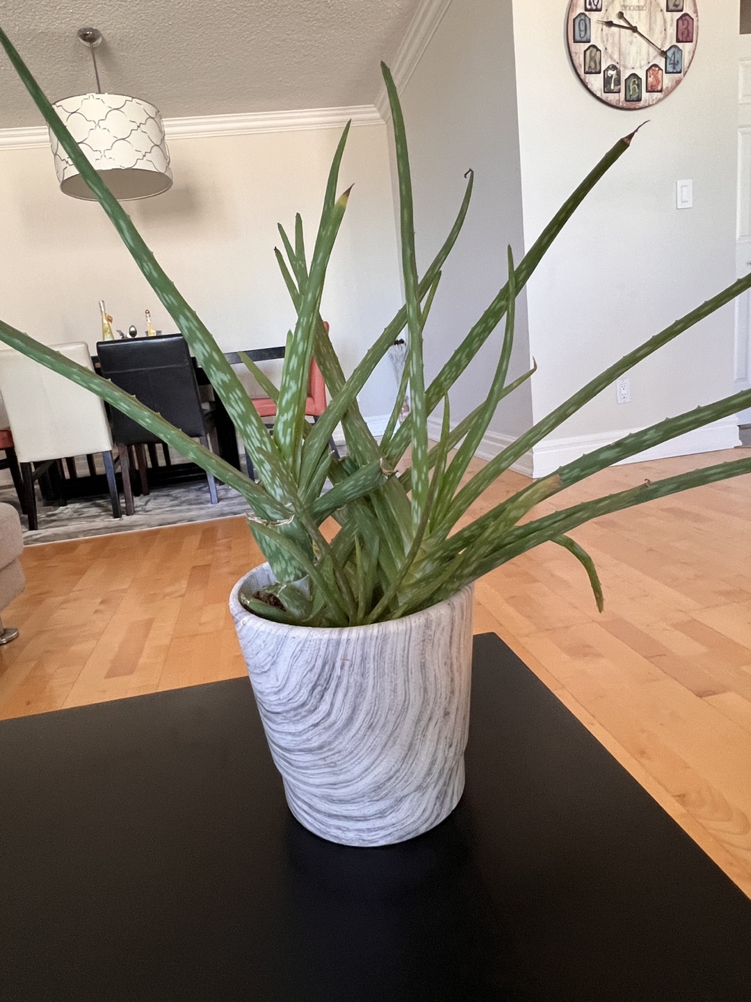 Beautiful house plants - photo 4