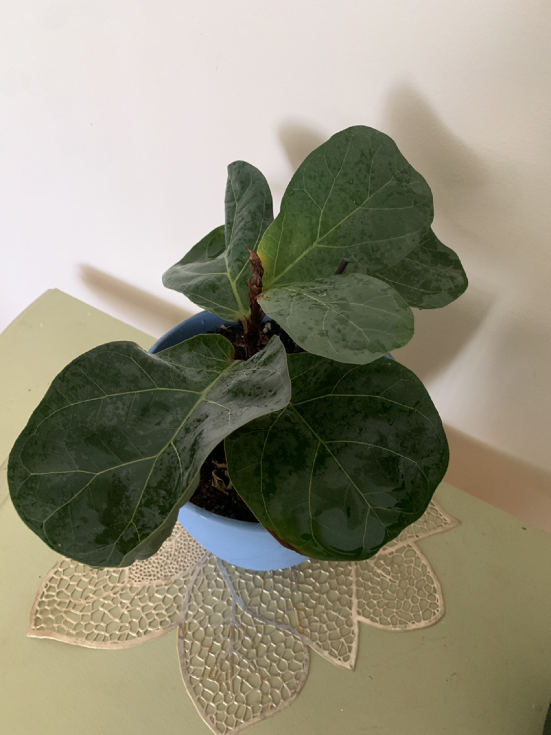 Fiddle Leaf Fig - photo 2
