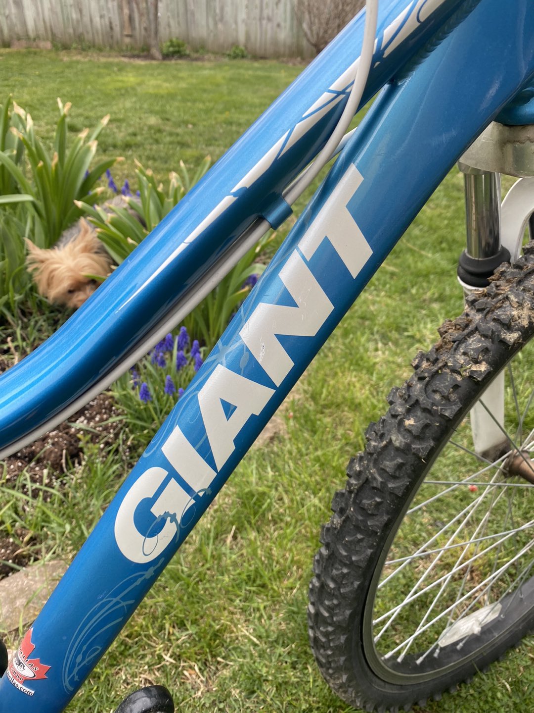 BIKE GIANT - photo 2