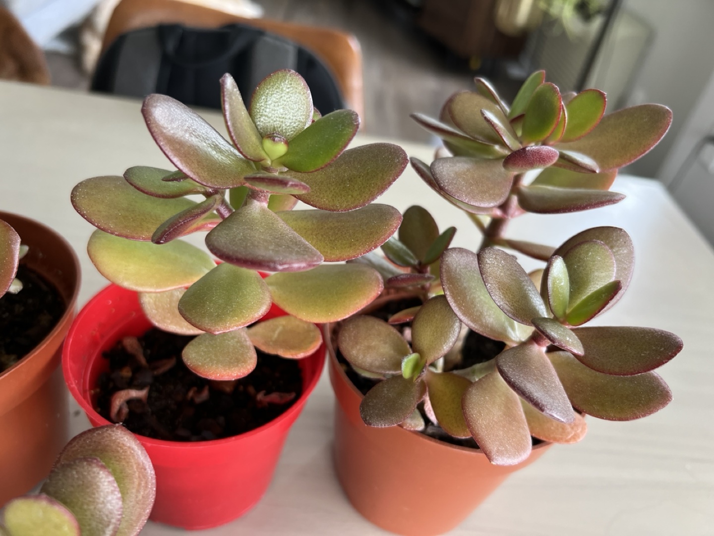 Jade plants - indoor or outdoor - photo 2
