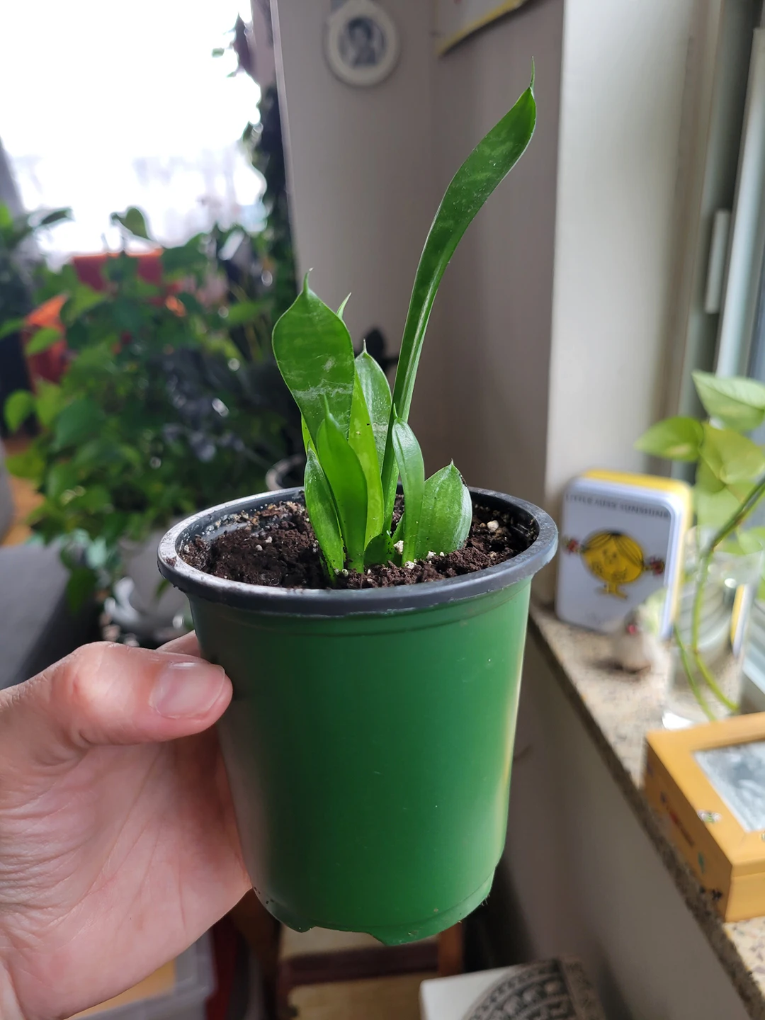 sansevieria thumbnail