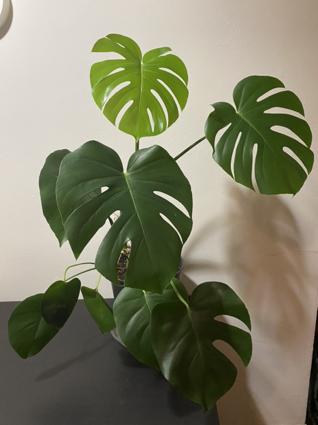 Monstera plant