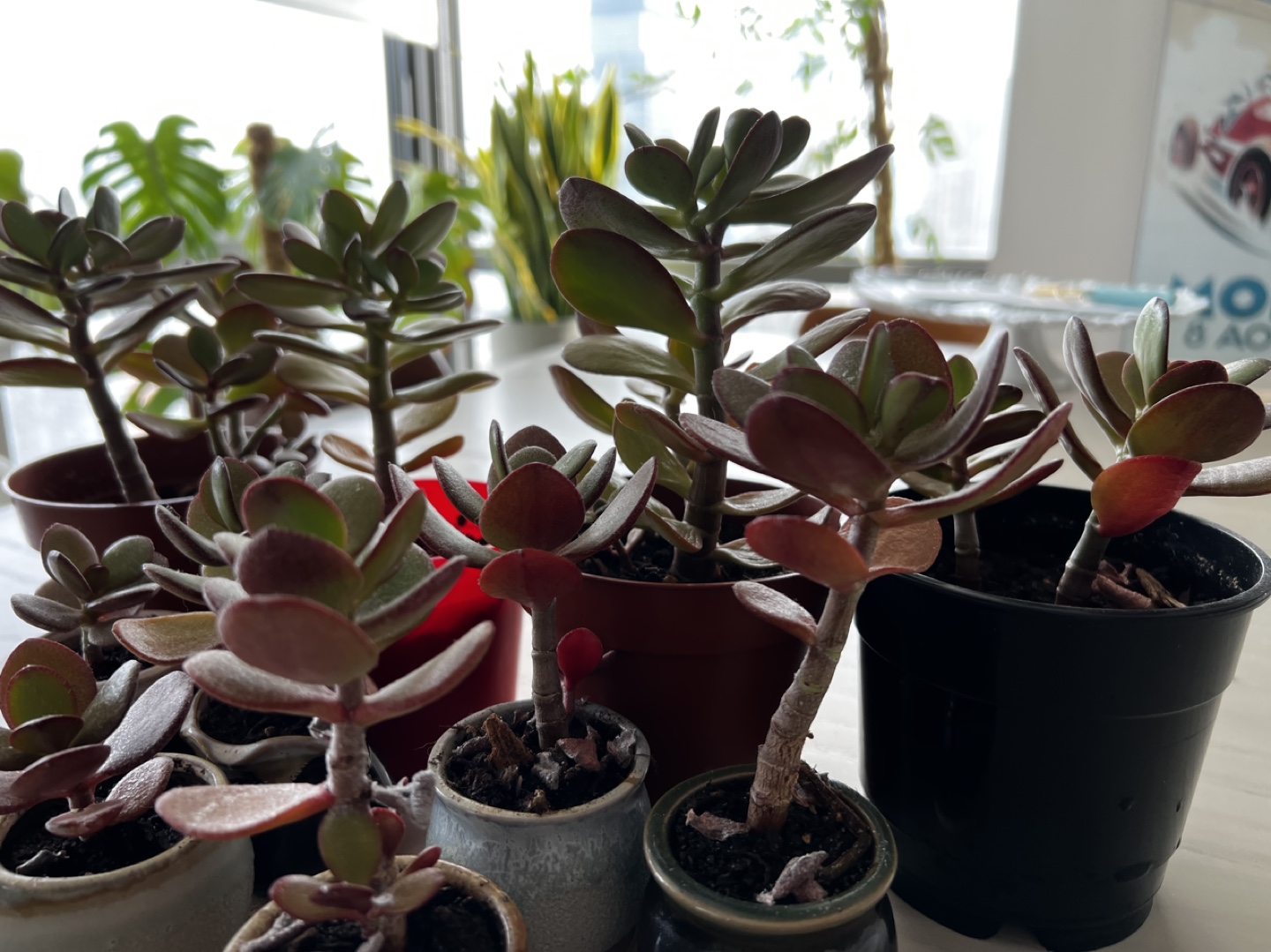 Jade plants - indoor or outdoor - photo 5