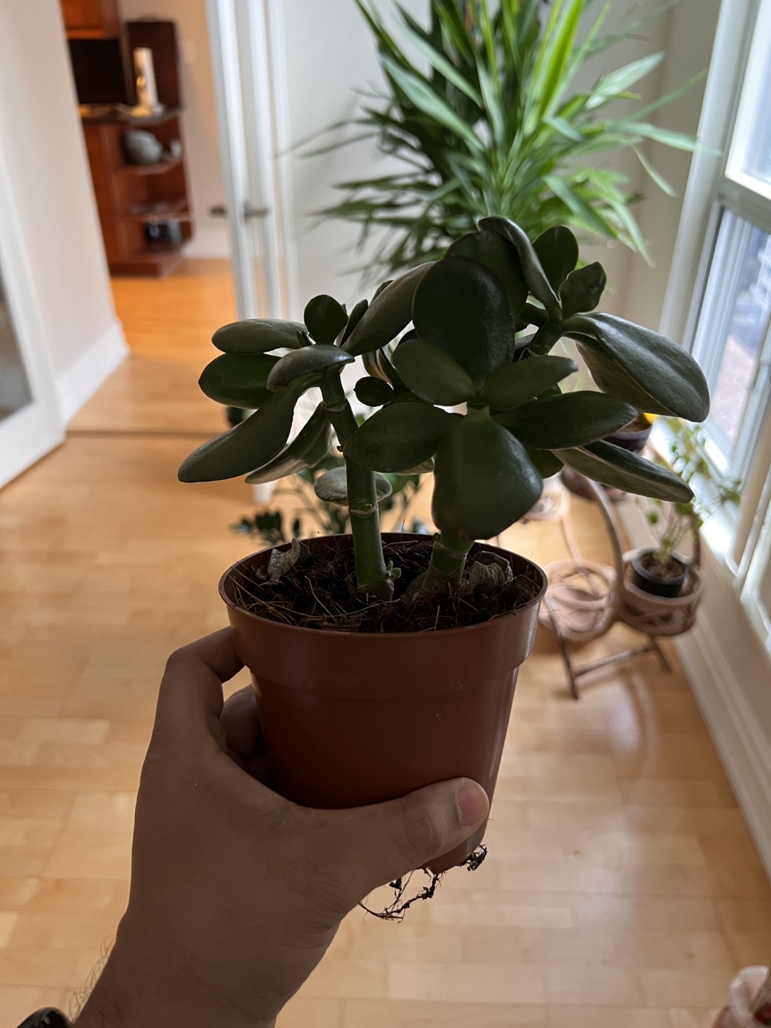Beautiful house plants - photo 5