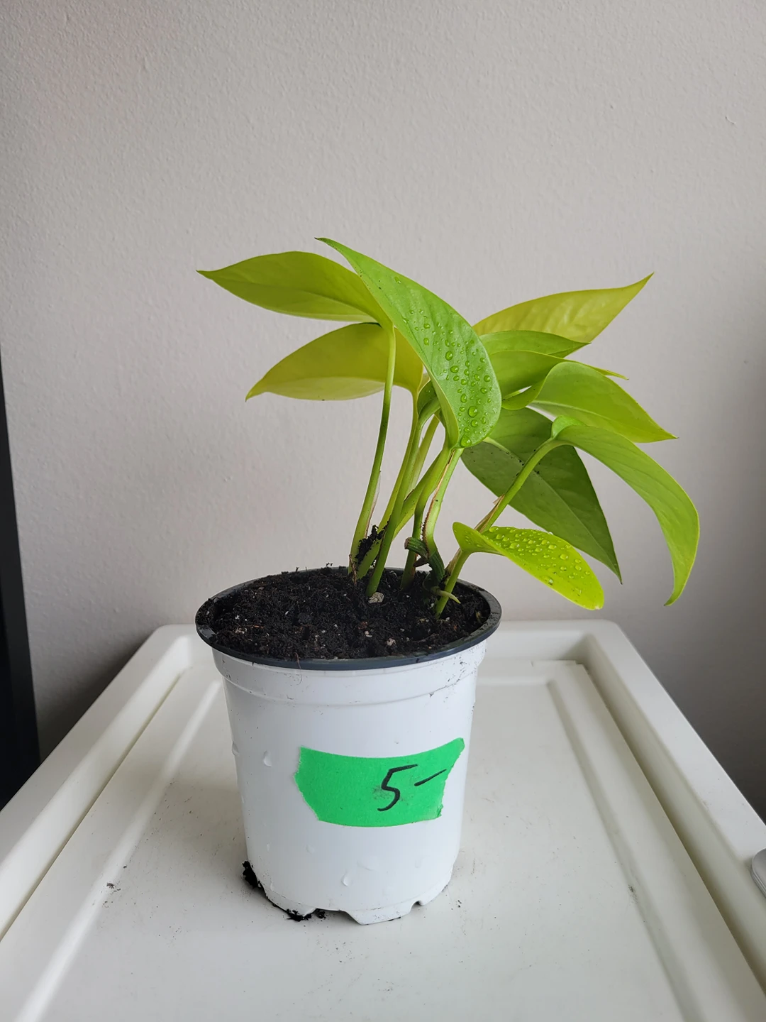 neon pothos thumbnail