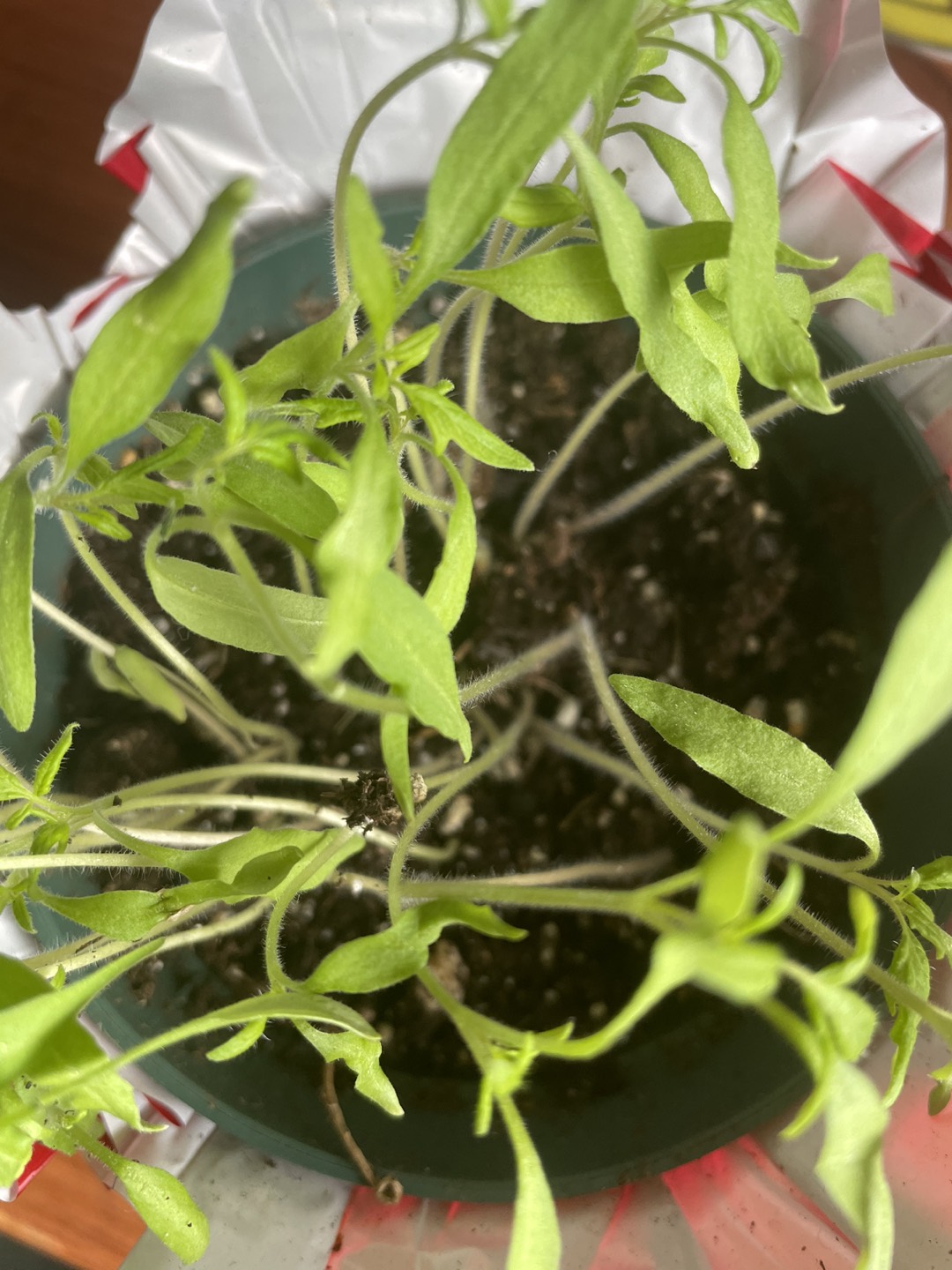 Organic tomato seedlings 🌱 - photo 2
