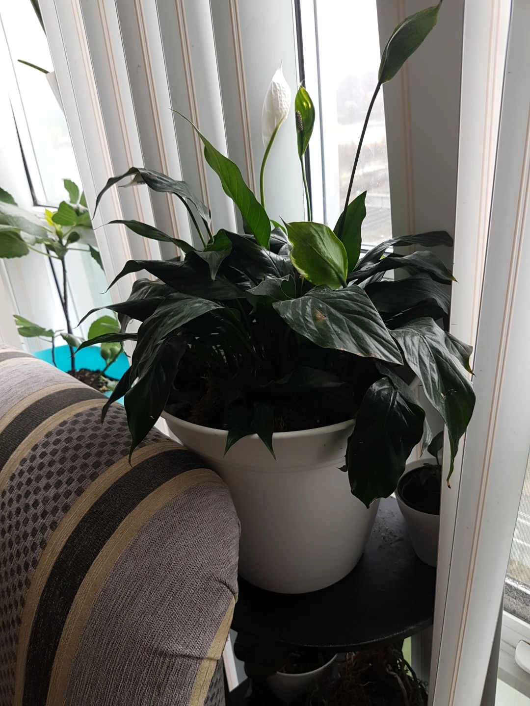 large peace lily thumbnail