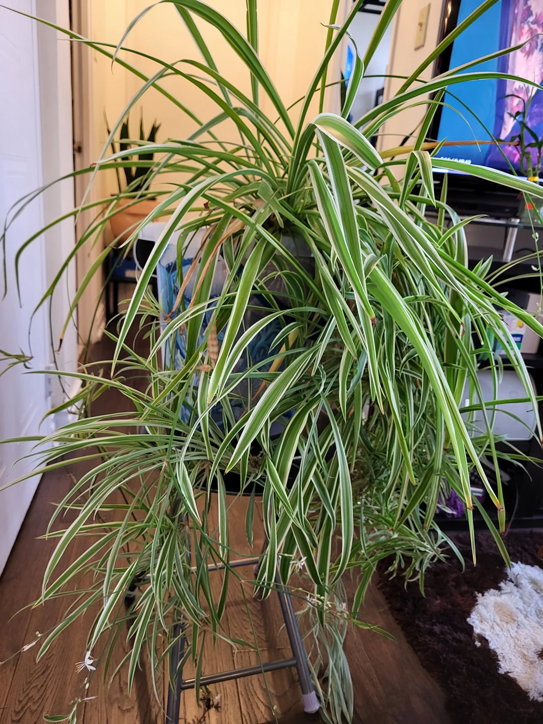 SpiderPlant (bucket included) thumbnail