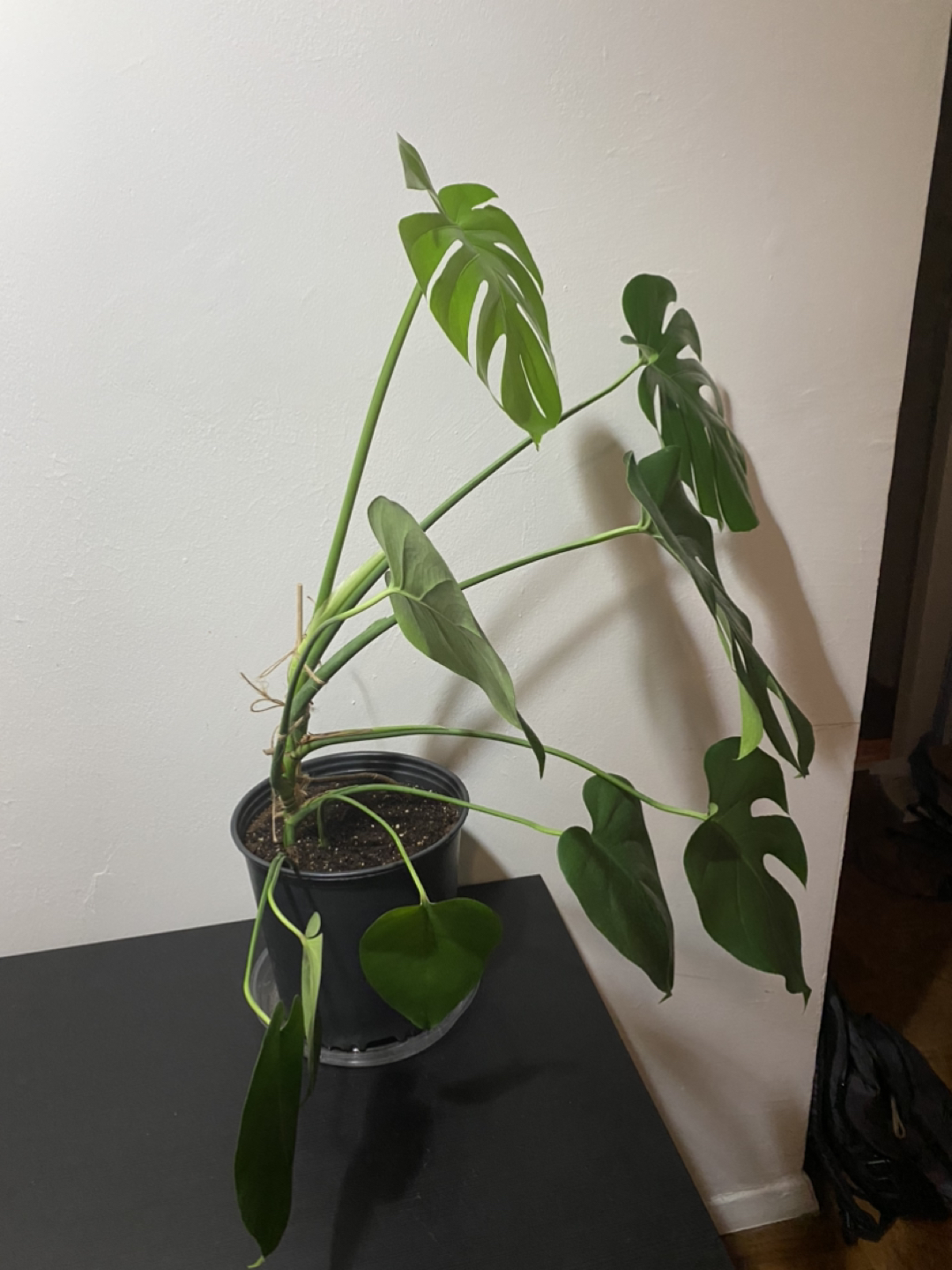 Monstera plant - photo 3