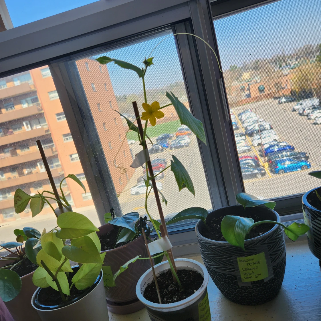 cucumber plant thumbnail