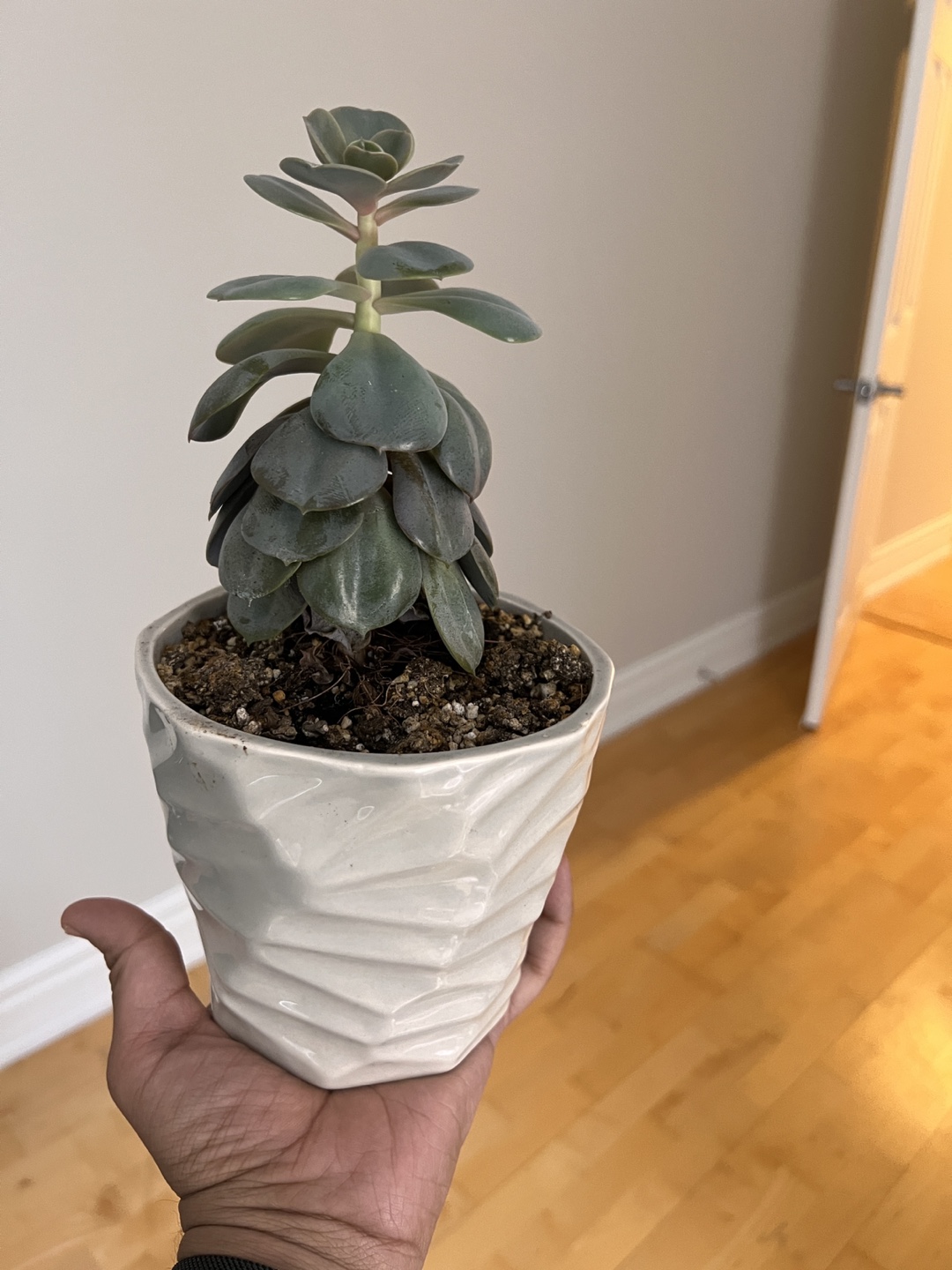 Beautiful house plants - photo 3