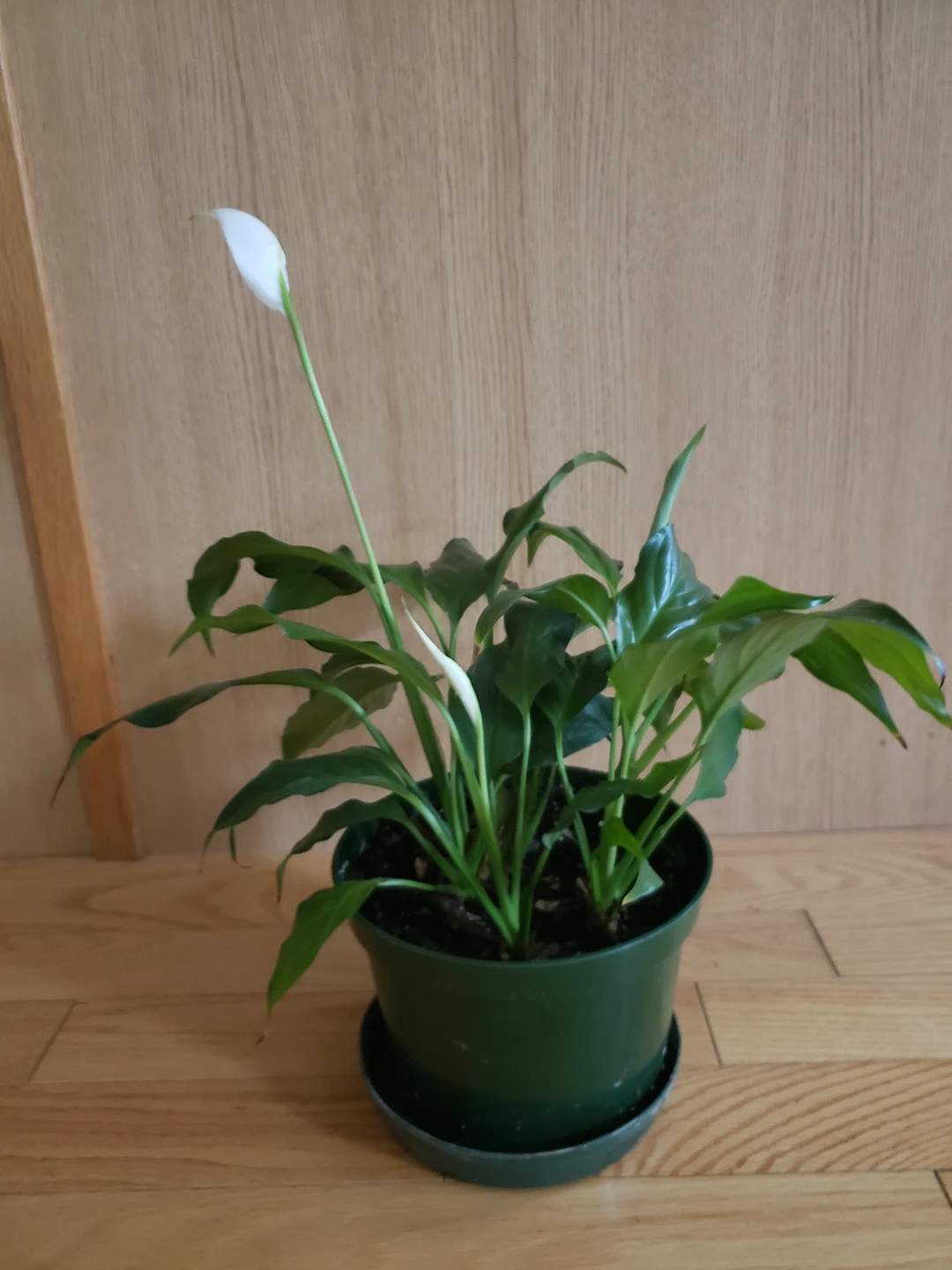 Indoor plant 17$ - photo 2