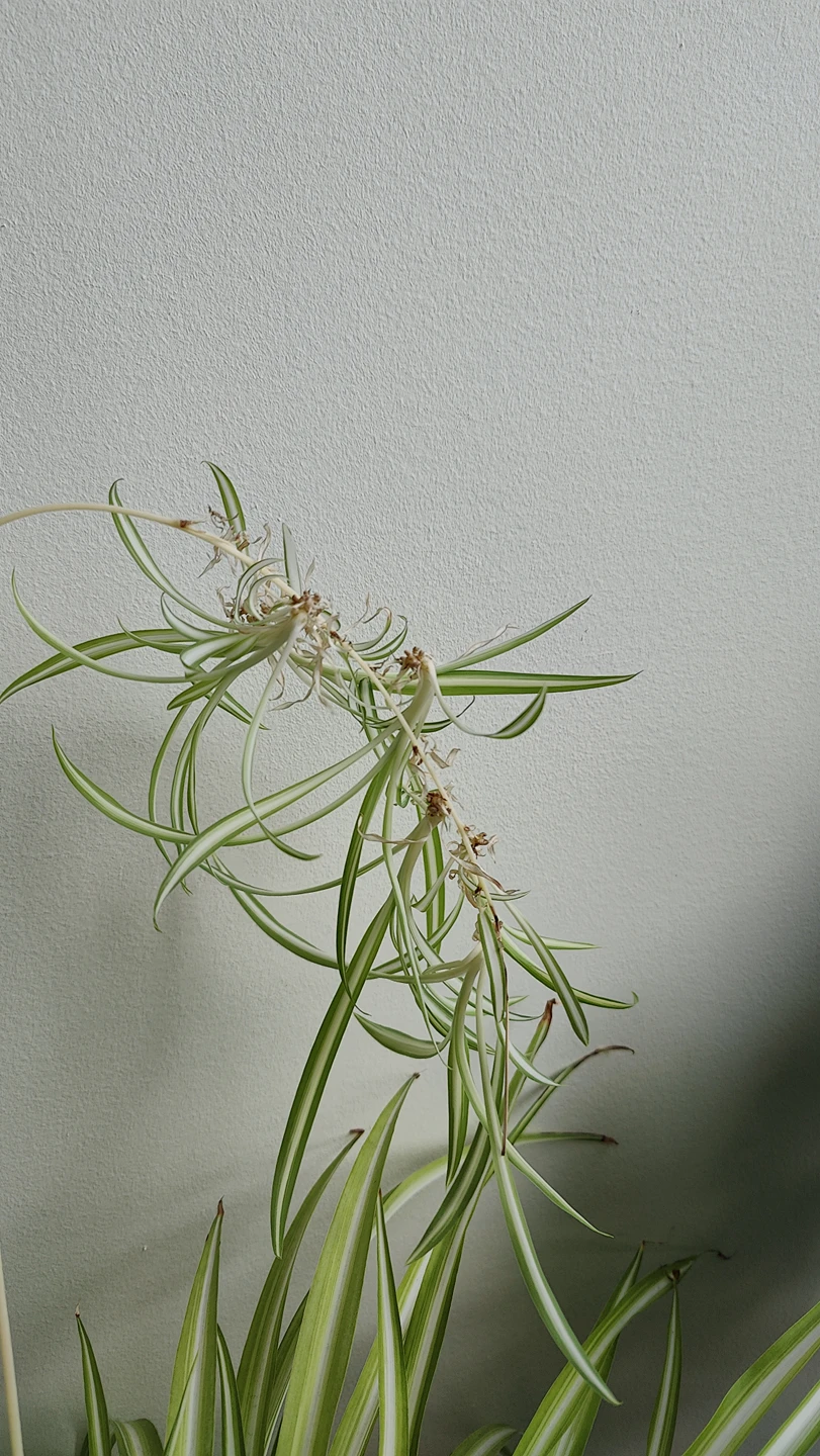 spider plant cuttings #freecycle thumbnail