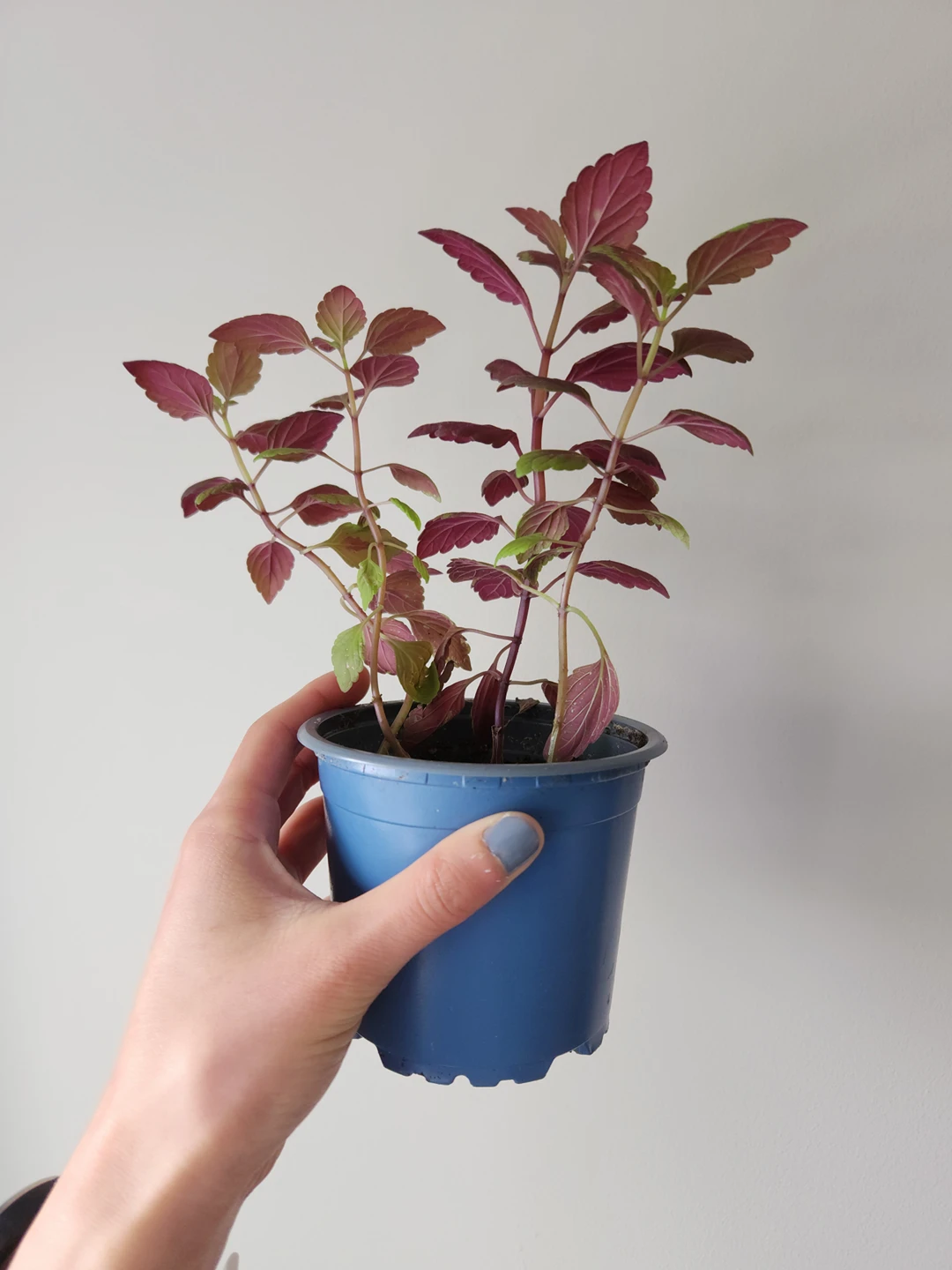 Baby coleus plants - photo 2