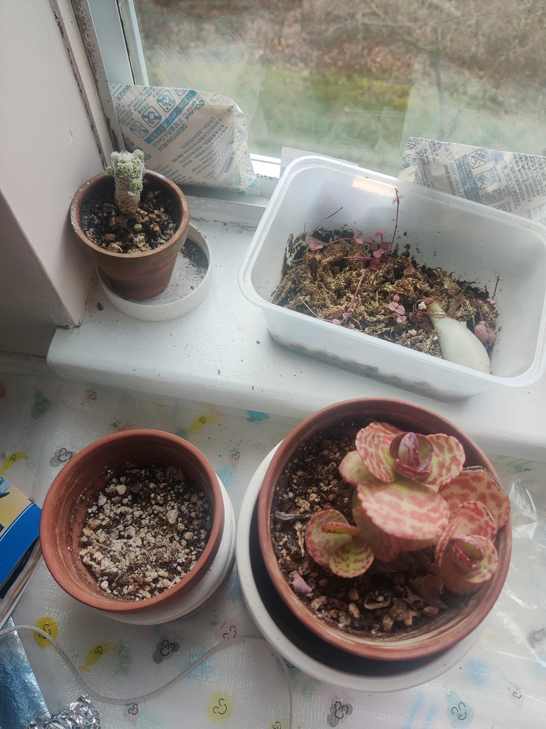 free plants including pots