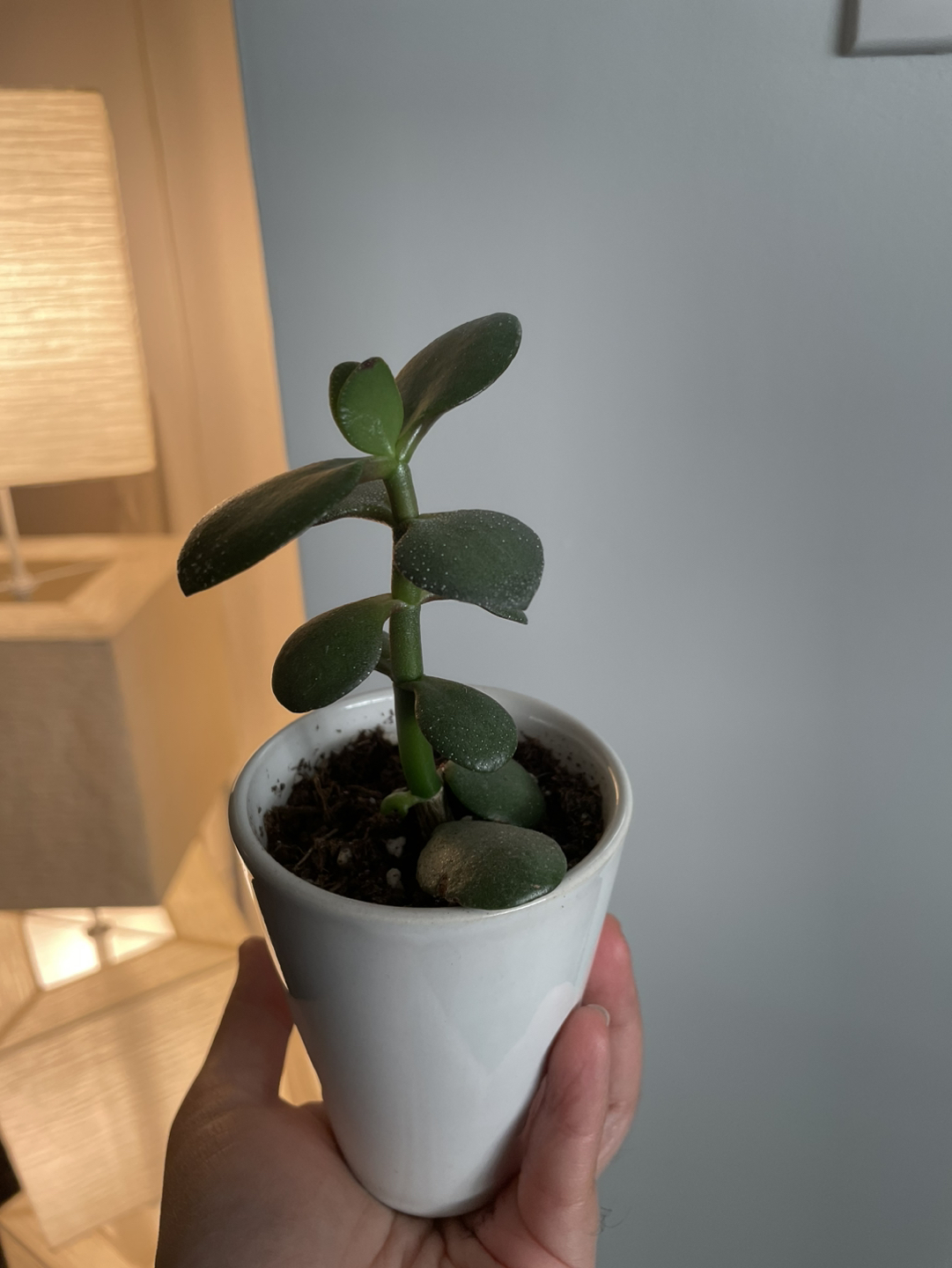 Crassula Ovata Green Jade Succulent Plant