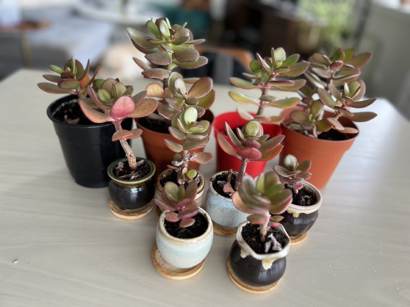 Jade plants - indoor or outdoor