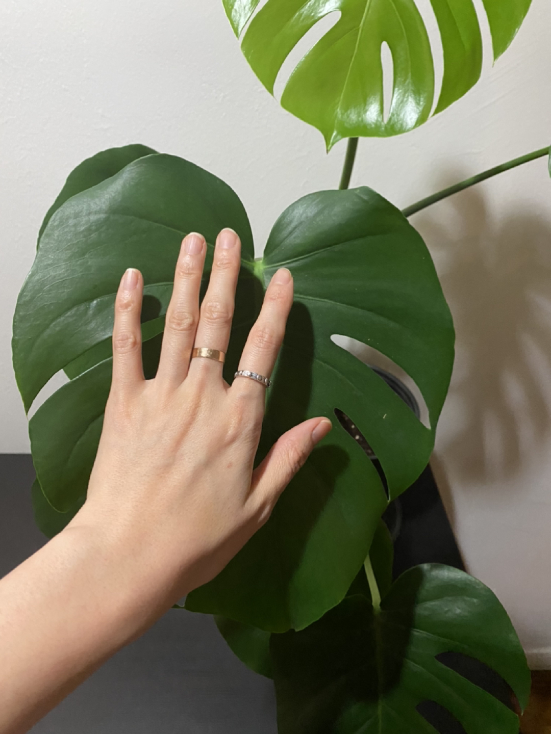 Monstera plant - photo 4