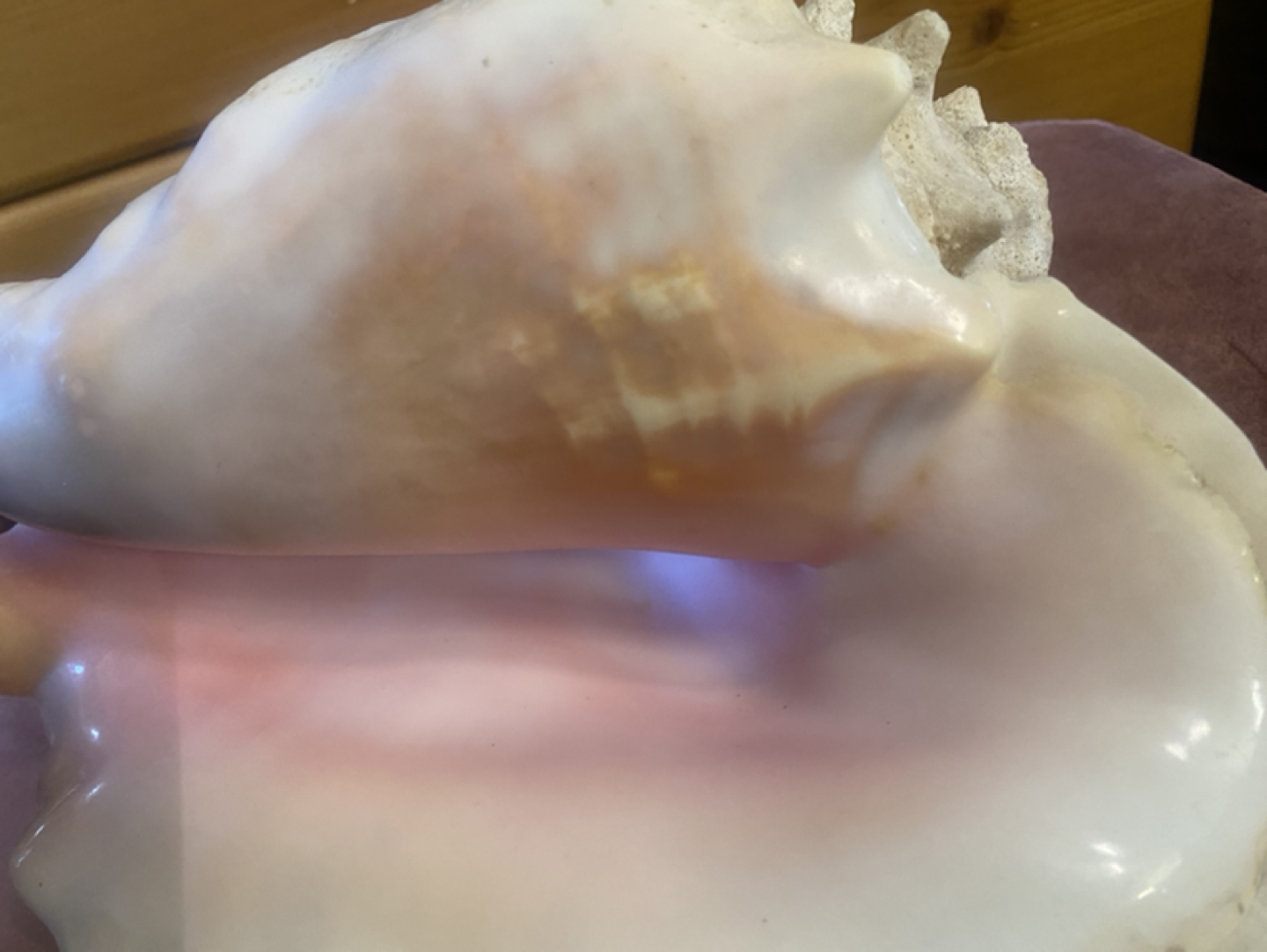 Large Shell image indicator(4)