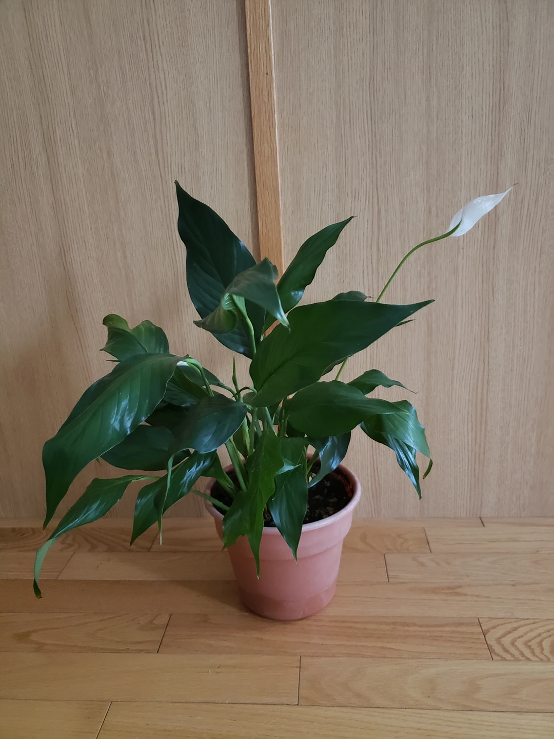 Indoor plant 17$