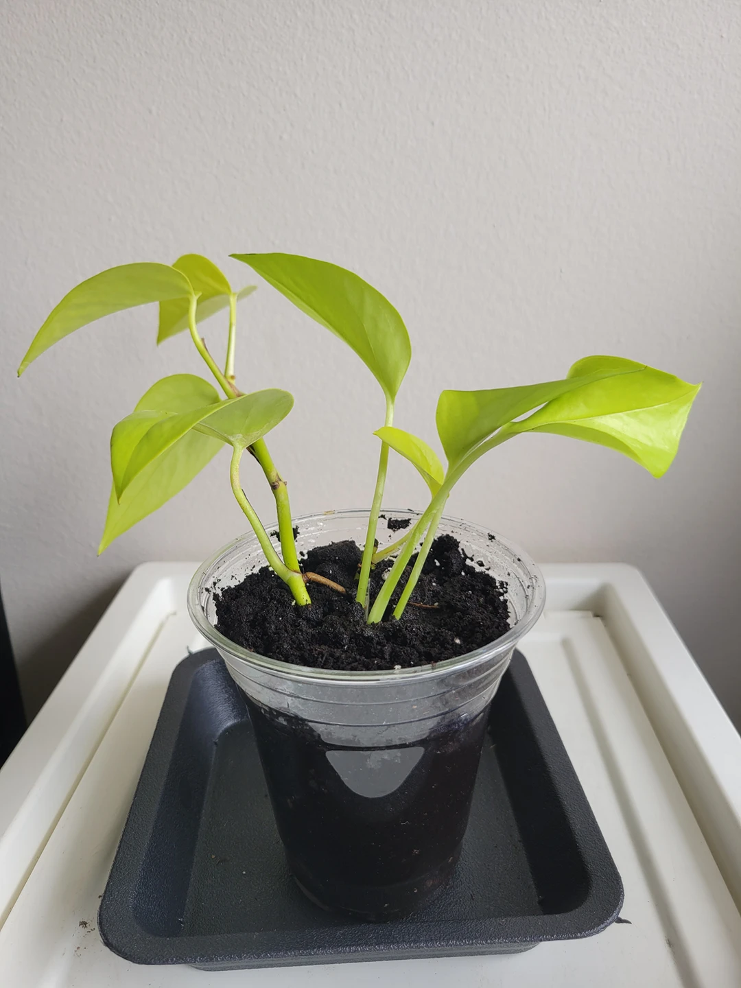 neon pothos thumbnail