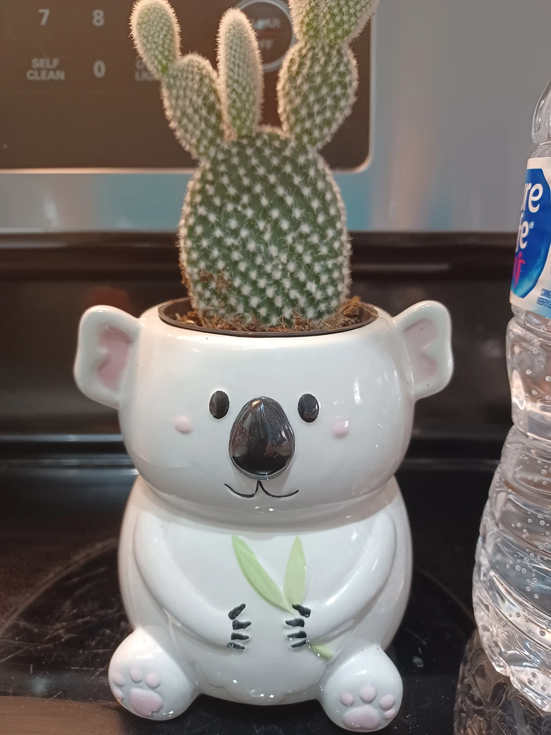 Bunny Ear Cactus With Koala Planter thumbnail